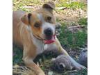 Adopt Buster a White - with Tan, Yellow or Fawn American Pit Bull Terrier /