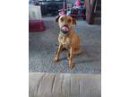 Adopt Roscoe a Red/Golden/Orange/Chestnut Boxer / Labrador Retriever / Mixed dog
