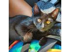 Adopt Ricky a All Black Domestic Shorthair / Mixed cat in St.Jacob