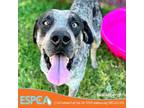 Adopt Bruiseberry Turnover a Black Bluetick Coonhound / Mixed dog in Enid