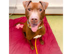 Adopt Hobart a Brown/Chocolate Labrador Retriever / Mixed dog in Wantagh