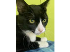 Adopt Horace a All Black Domestic Shorthair / Domestic Shorthair / Mixed cat in