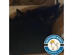Adopt Fuego a All Black Domestic Shorthair / Mixed cat in Gloucester