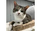 Adopt Paisley a Domestic Shorthair / Mixed (short coat) cat in Warren