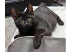 Adopt Jelly a Domestic Shorthair / Mixed (short coat) cat in Warren