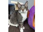 Adopt Davis a Domestic Mediumhair / Mixed (short coat) cat in Warren