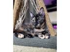 Adopt Sunny & Midnight a Black (Mostly) Domestic Shorthair (short coat) cat in