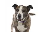 Adopt Dakota Jones a Brindle Anatolian Shepherd / Labrador Retriever / Mixed dog