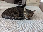 Adopt Hunter a Domestic Shorthair / Mixed (short coat) cat in Kettering