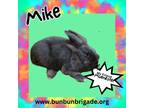 Adopt Mike LOUISVILLE a Lionhead / Mixed (short coat) rabbit in Elizabethtown