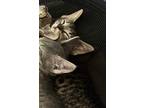 Adopt Storm a Domestic Shorthair / Mixed (short coat) cat in Seguin