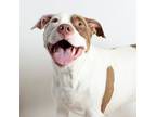 Adopt Sissy a White - with Brown or Chocolate Pit Bull Terrier / Mixed dog in