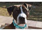 Adopt Yulian a Brindle Mixed Breed (Large) / Mixed dog in Cincinnati