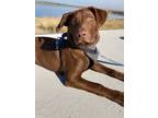 Adopt Cortez a Brown/Chocolate Labrador Retriever dog in Littleton