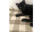 Adopt Moonlight a All Black Domestic Shorthair / Domestic Shorthair / Mixed cat