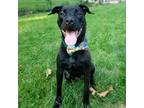 Adopt Scout John Bosley a Black Pit Bull Terrier / Mixed dog in Mission