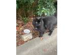 Adopt Ozzie a All Black Domestic Mediumhair / Mixed (medium coat) cat in