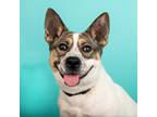 Adopt Duchess a White - with Tan, Yellow or Fawn Australian Cattle Dog / Mixed