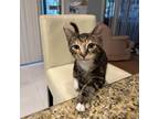 Adopt Saturn Blue a Brown or Chocolate Domestic Shorthair / Mixed cat in