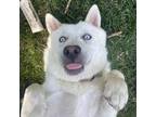 Adopt Christopher a White - with Tan, Yellow or Fawn Siberian Husky / Mixed dog