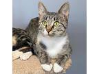 Adopt Fringe a Tan or Fawn Domestic Shorthair / Mixed cat in Wichita