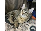 Adopt Par a Tan or Fawn Domestic Shorthair / Mixed cat in Wichita, KS (38490439)