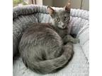 Adopt Carabiner a Gray or Blue Domestic Shorthair / Mixed cat in Costa Mesa