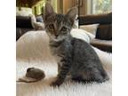 Adopt Pixie a Gray or Blue Domestic Shorthair / Mixed cat in Lantana