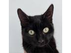 Adopt Binx a All Black Domestic Shorthair / Mixed cat in American Fork