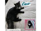Adopt Oscar a Black & White or Tuxedo Domestic Longhair (long coat) cat in