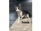 Adopt Nesta a Gray or Blue (Mostly) Domestic Shorthair / Mixed (short coat) cat