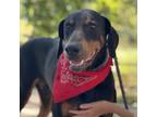 Adopt Moby a Black Doberman Pinscher / Mixed dog in Wadena, MN (38699513)