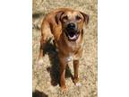 Adopt Medley a Redbone Coonhound / Mixed Breed (Medium) / Mixed dog in Tool
