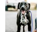 Adopt Harvey a Black Labrador Retriever / Mixed Breed (Medium) / Mixed dog in