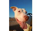 Adopt Sonny aka Spaz a White Pit Bull Terrier / Mixed dog in Las Vegas