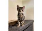 Adopt Greyson a Brown Tabby Domestic Shorthair (short coat) cat in Oceanside