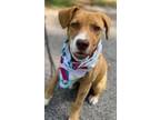 Adopt Brooks a Tan/Yellow/Fawn Beagle / Labrador Retriever / Mixed dog in