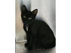 Adopt Nitrogen a All Black Domestic Shorthair / Domestic Shorthair / Mixed cat