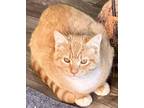 Adopt Bandit a Orange or Red (Mostly) Domestic Shorthair (short coat) cat in