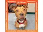 Adopt Vera a American Pit Bull Terrier / Mixed dog in Bloomington, IN (38486781)