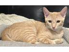 Adopt MERLIN a Orange or Red Tabby Domestic Shorthair (short coat) cat in Brea