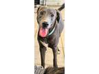 Adopt Rascal a Gray/Blue/Silver/Salt & Pepper Weimaraner / Mixed dog in San