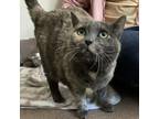 Adopt Delphine a Tortoiseshell Domestic Shorthair / Mixed cat in Kanab