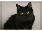 Adopt Shadow a Domestic Longhair / Mixed (short coat) cat in Dearborn