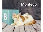 Adopt Montego a Domestic Shorthair / Mixed (short coat) cat in San Jacinto