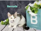 Adopt Bermuda a Domestic Shorthair / Mixed (short coat) cat in San Jacinto