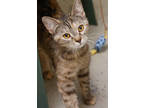 Adopt Vera a Gray or Blue Domestic Shorthair / Domestic Shorthair / Mixed cat in