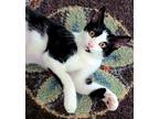 Adopt Rein a Black & White or Tuxedo Domestic Shorthair / Mixed (short coat) cat