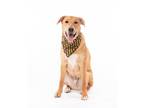 Adopt Bobby a Tan/Yellow/Fawn - with White German Shepherd Dog / Husky dog in