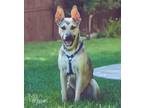 Adopt Louisiana Red a Tan/Yellow/Fawn - with Black German Shepherd Dog dog in